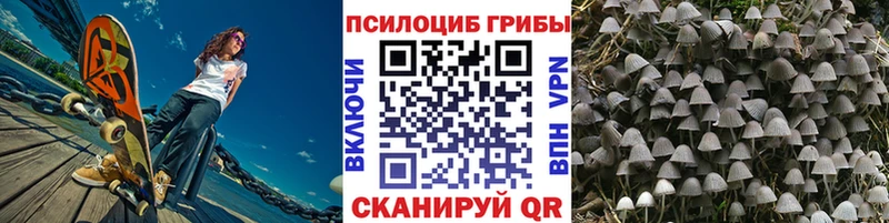 Псилоцибиновые грибы Cubensis  Себеж 