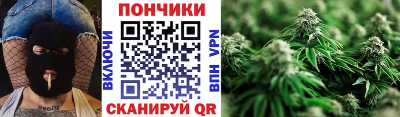 Конопля сатива  Себеж 